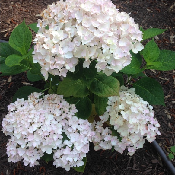 Meet your Posher, Jamie - Picture 1 of 1